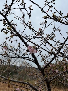 image1.jpeg